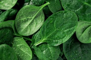 Spinach for weight loss